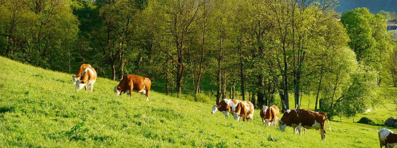 Pension Schosser Fusch an der Grossglocknerstrasse Buitenkant foto